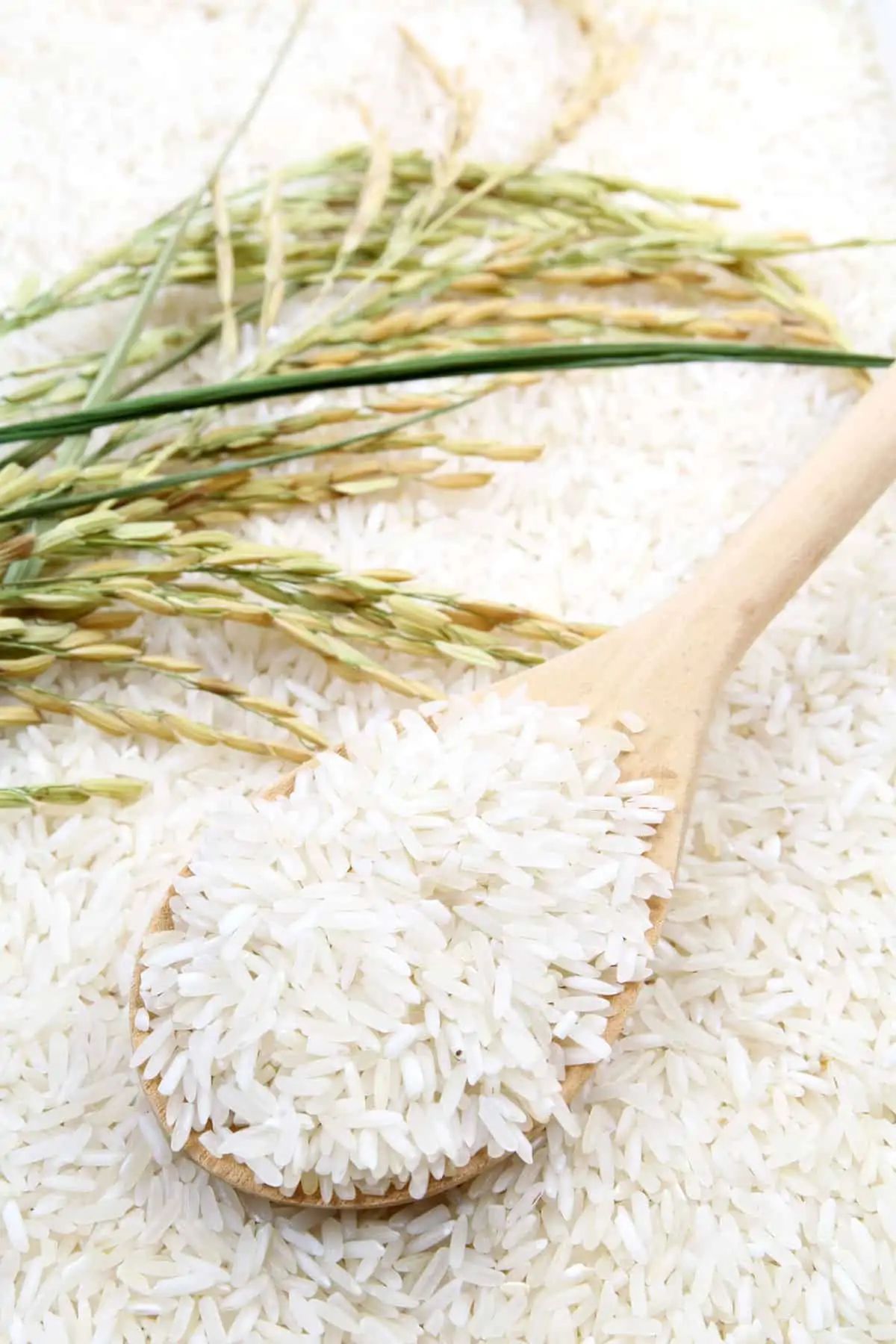 Rice for export